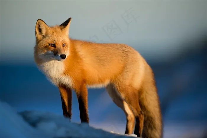 可爱的狐狸图片动物大全
