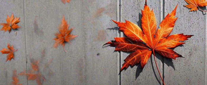 秋天红色秋叶简约特写，立秋秋分摄影图