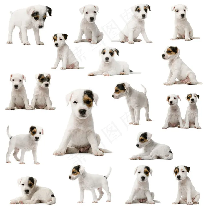 可爱白色小狗狗图片
