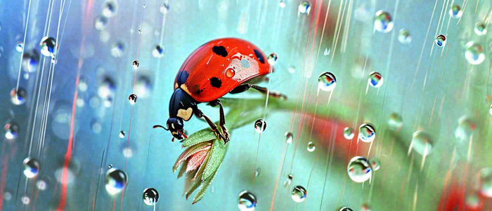 雨天雨水水珠上七星瓢虫动物爬行，彩色渐变摄影图