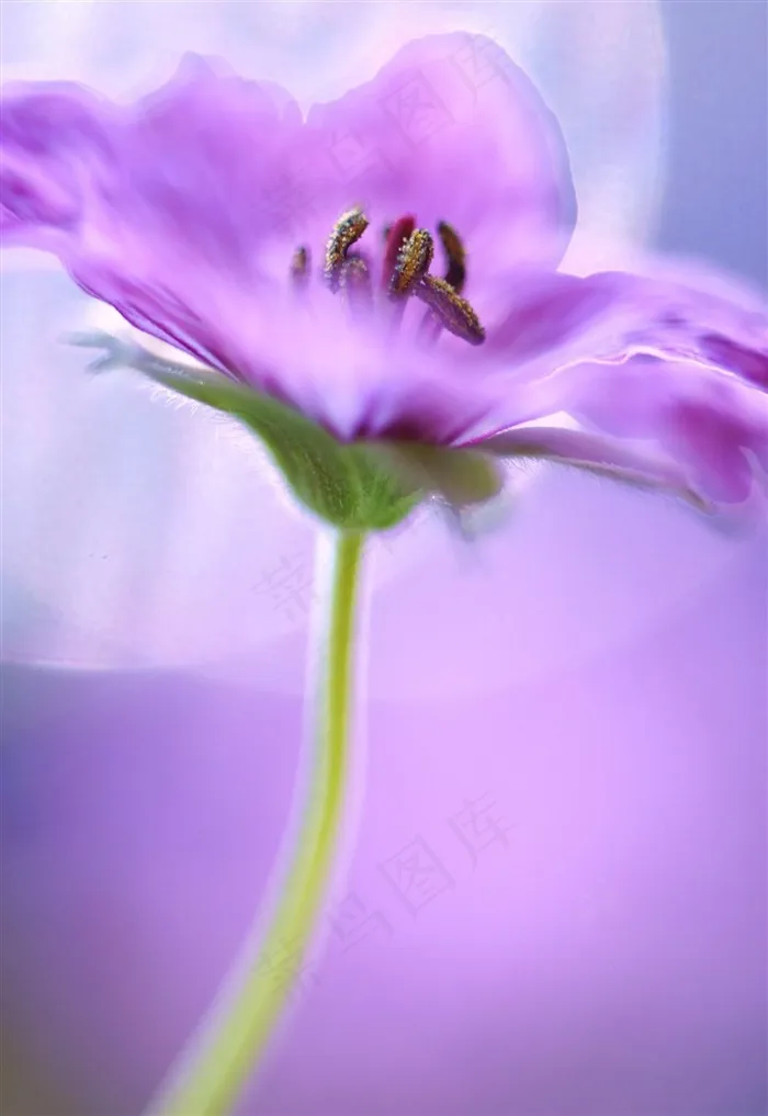 紫色唯美花蕊鲜花图片