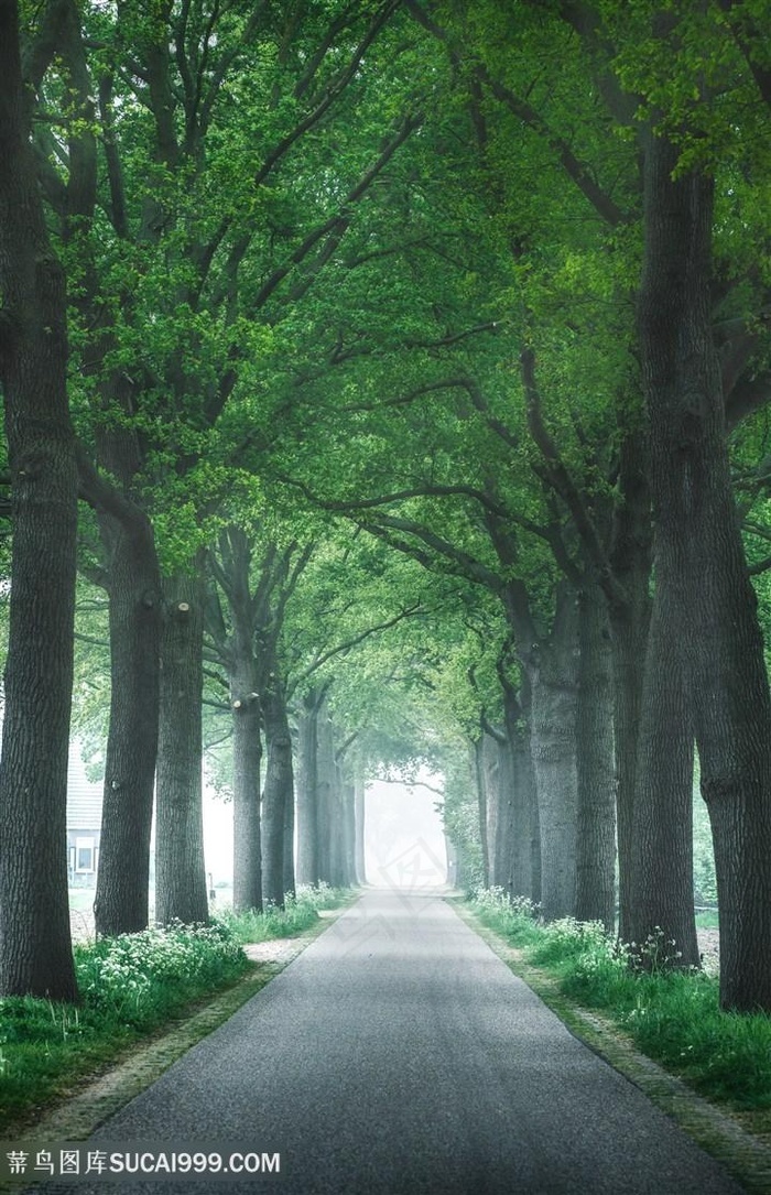 幽静林荫道图片 - 菜鸟图库