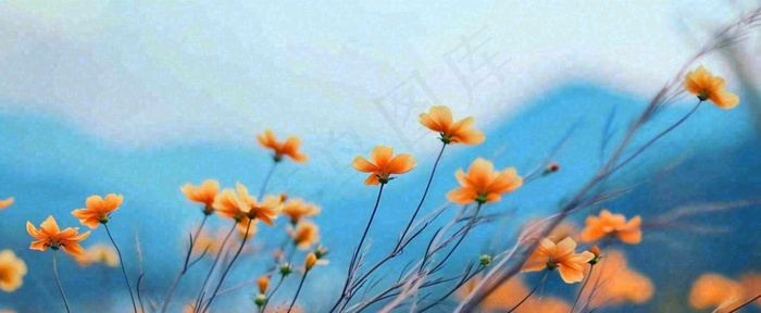 简约橙色小花鲜花，蓝色天空山脉虚幻意境摄影图