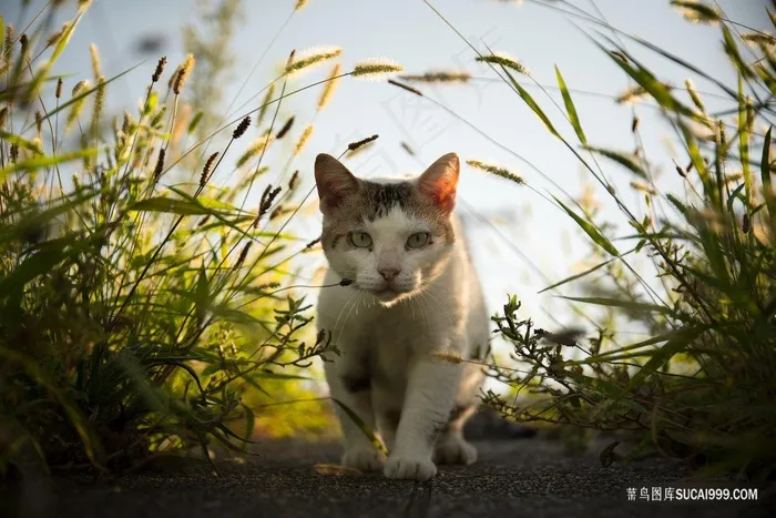 草丛漫步的猫咪图片