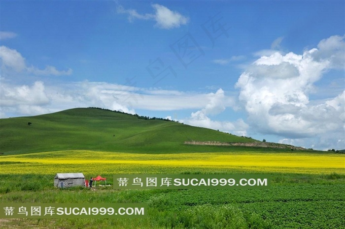 绿色草原油菜花风景图 菜鸟图库