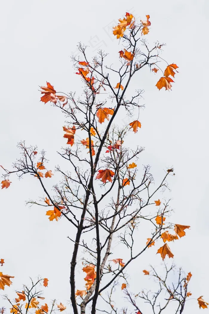 秋季树木唯美意境图片