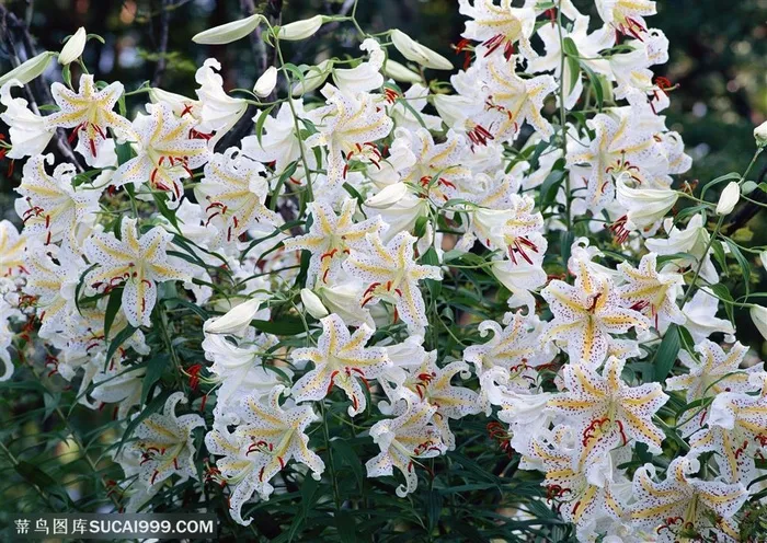 花海世界-漂亮的白色百合花