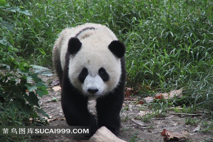正面行走的大熊猫
