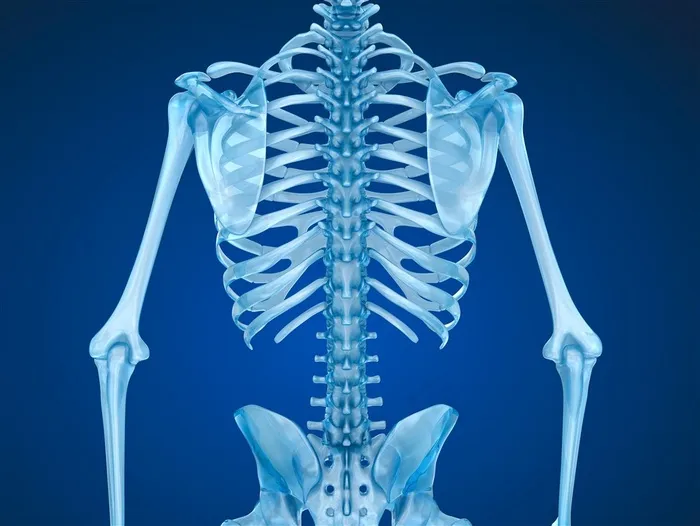 上本身骨架图片人体结构图