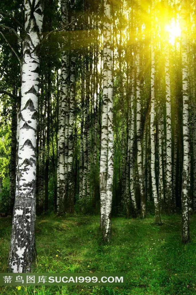 高高的白桦树自然风景唯美摄影高清图片