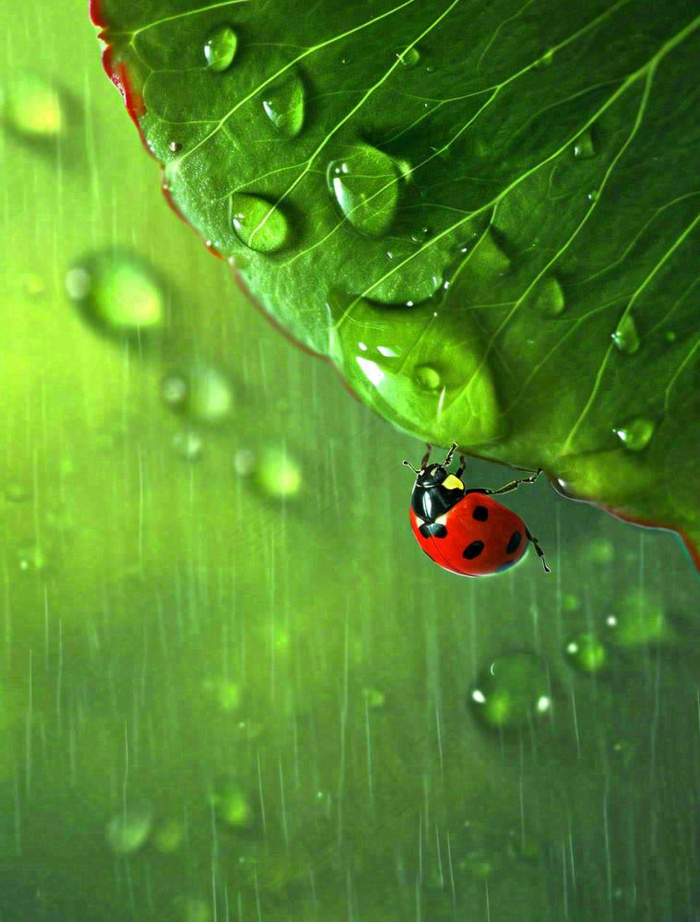 下雨，绿色树叶上，七星瓢虫，雨水，惊蛰，谷雨，春天摄影图