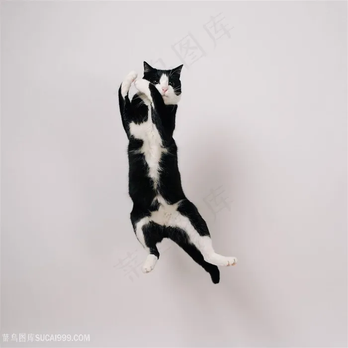 跳起的黑白猫咪图片