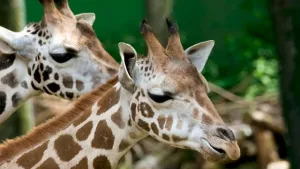 长颈鹿, 长儿部, 头, 嚼, 草食动物, 动物园, 动物