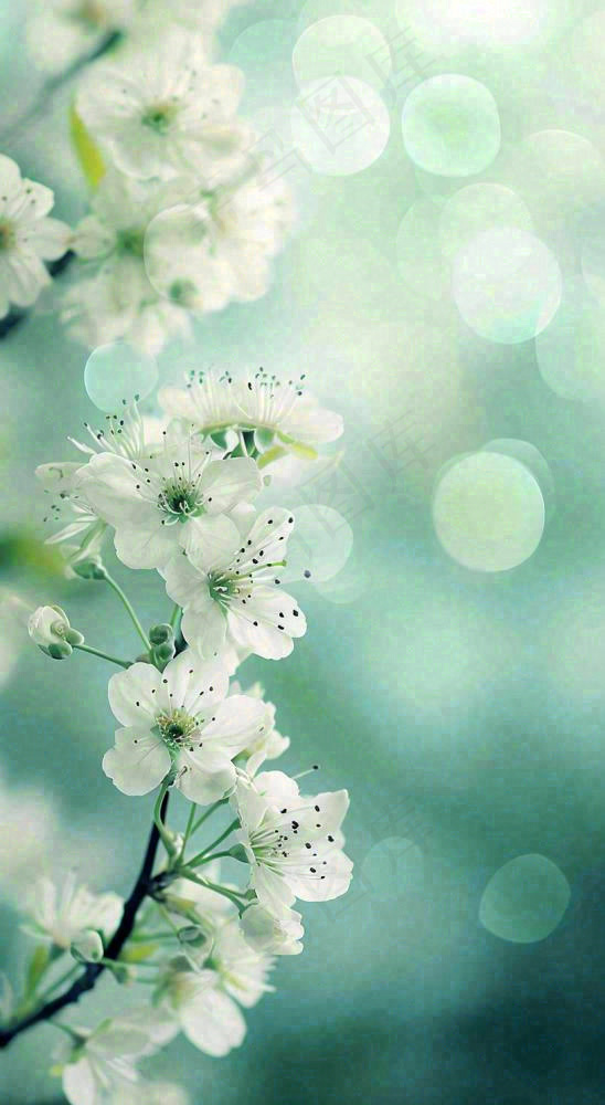 春天枝头上开满花朵，春分摄影图