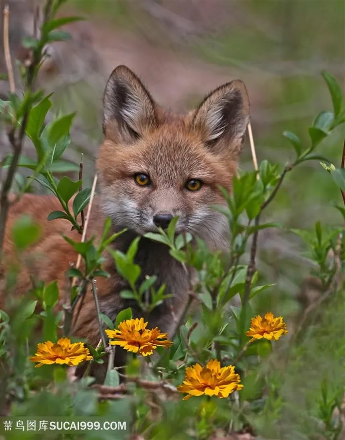 花丛的小狐狸图片