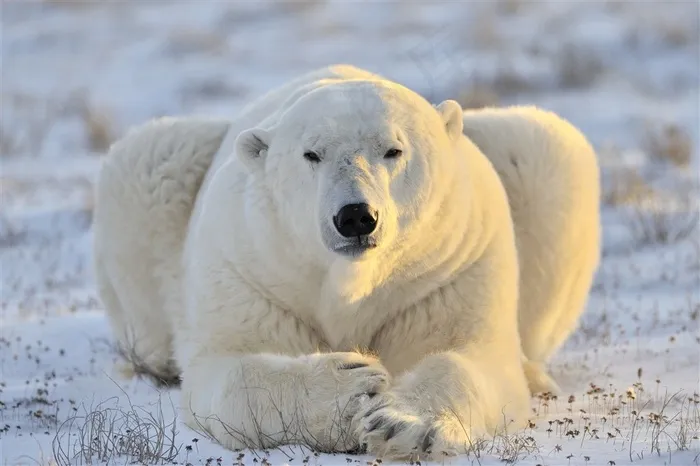 趴在草地雪上的北极熊图片