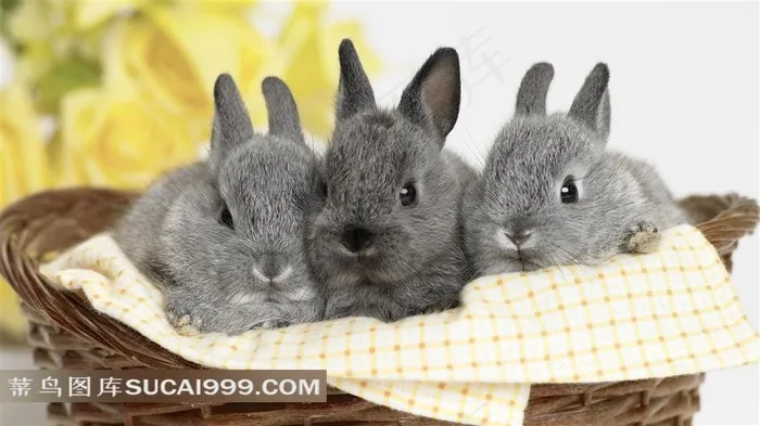 竹篮里的三只小灰兔兔子图片