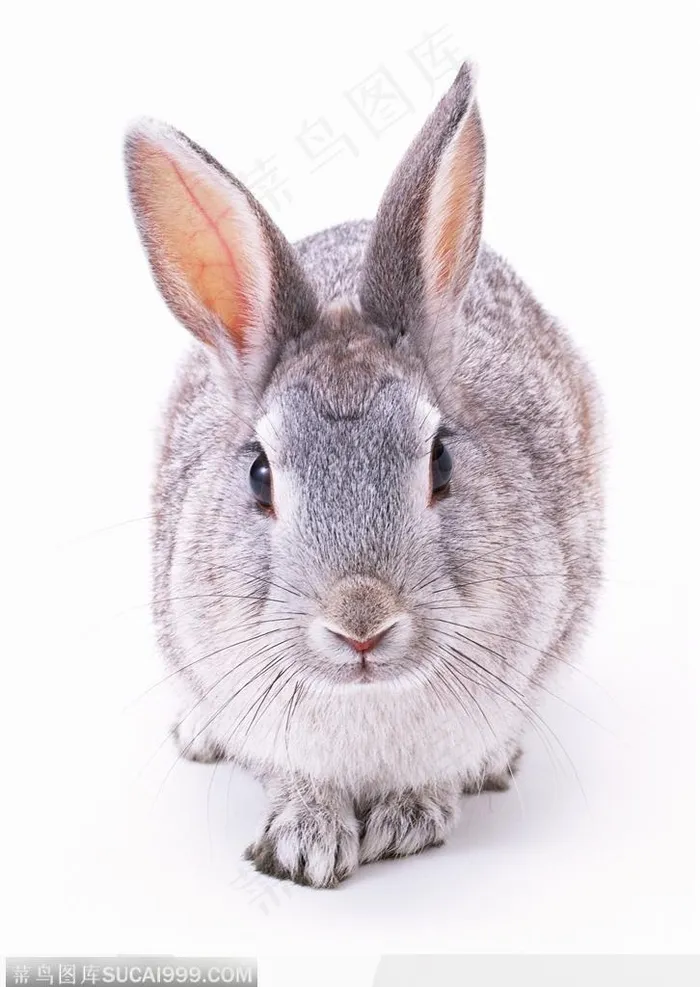 动物表情特写-漂亮的灰兔子