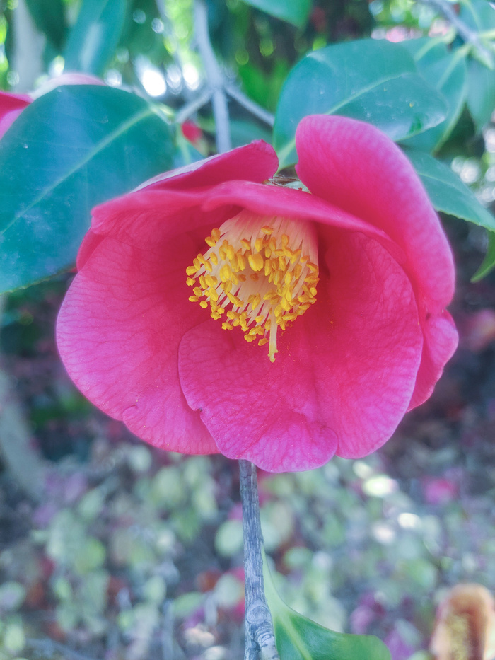 红色山茶花 菜鸟图库