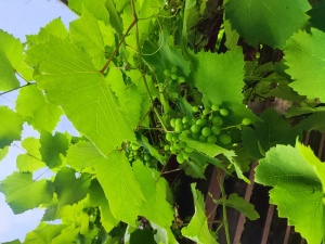 屋檐上的葡萄，绿色的葡萄