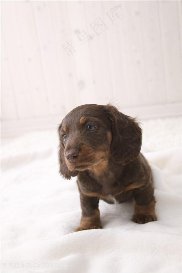 高清调皮腊肠犬小奶狗狗图片