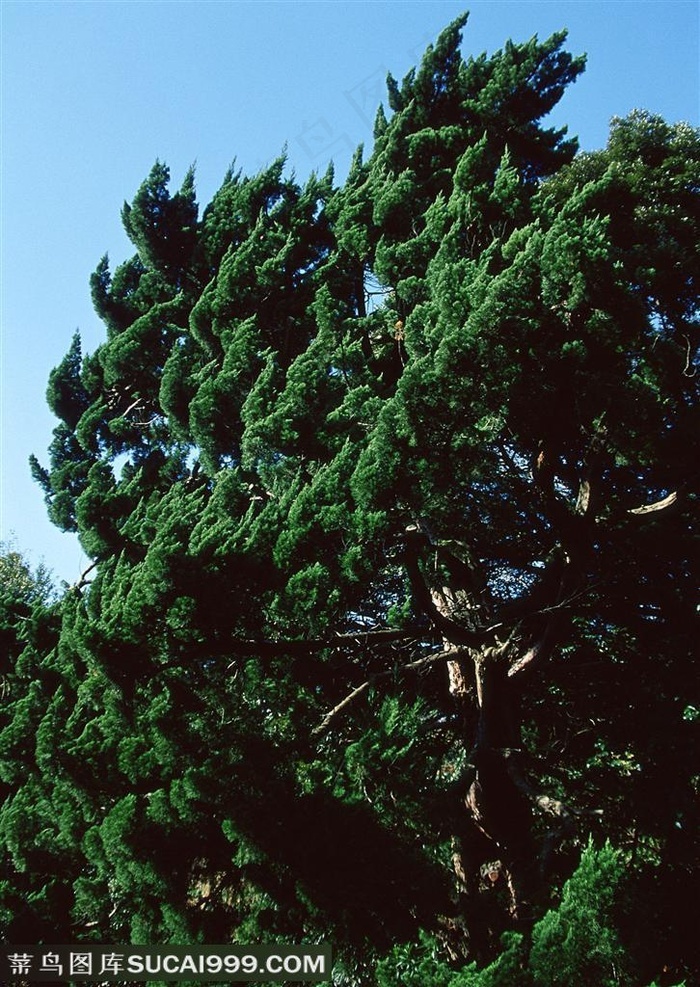 树林树木-山林中朝着阳光方向生长的打松树 - 菜鸟图库