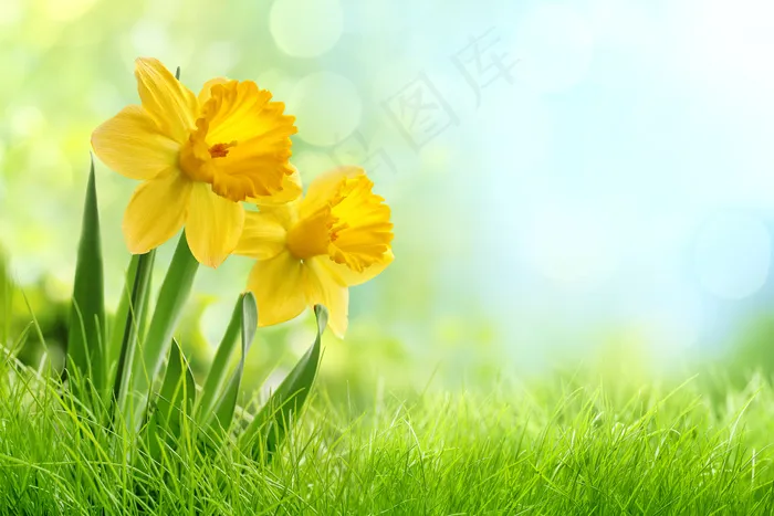 草地黄色花朵图片