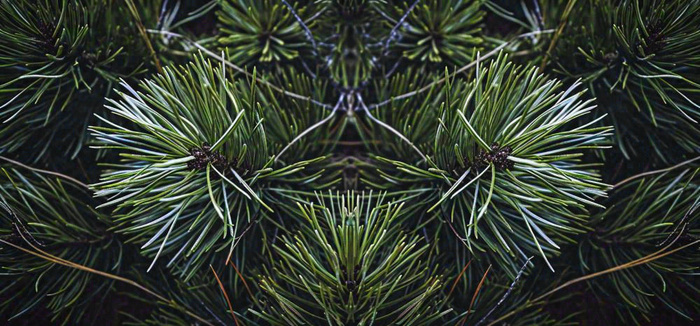 绿色绿植枝叶镜像镜头，新鲜生命力摄影图