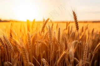 金黄小麦麦田成熟摄影图