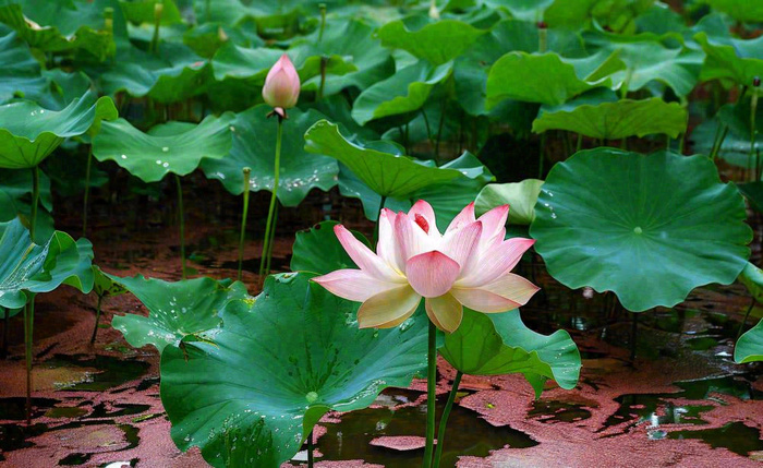 夏天荷塘荷花池荷叶绿色清新，夏至立夏大暑小暑摄影图