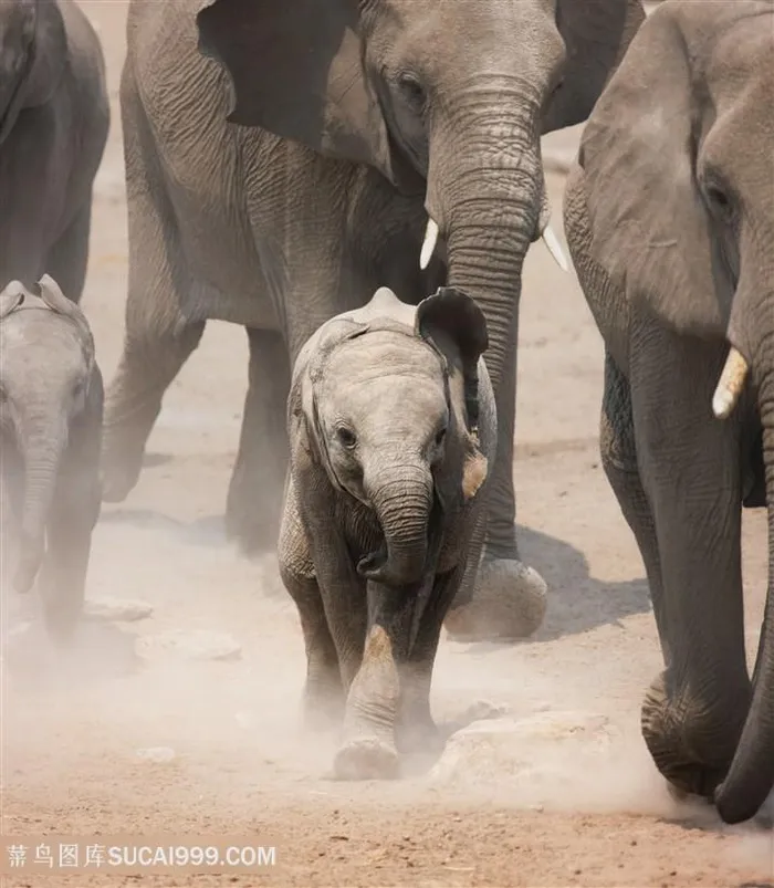 大象动物高清图片