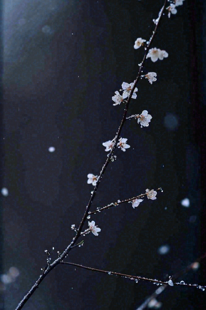 冬天雪花枝叶植物简约意境，冬季小雪大雪冬至摄影图