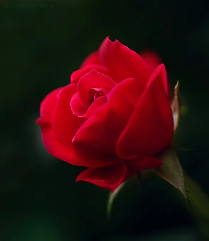 红玫瑰高清图片素材