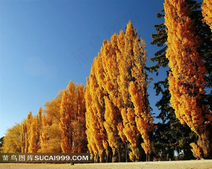 秋天金黄色树叶的树林图片素材
