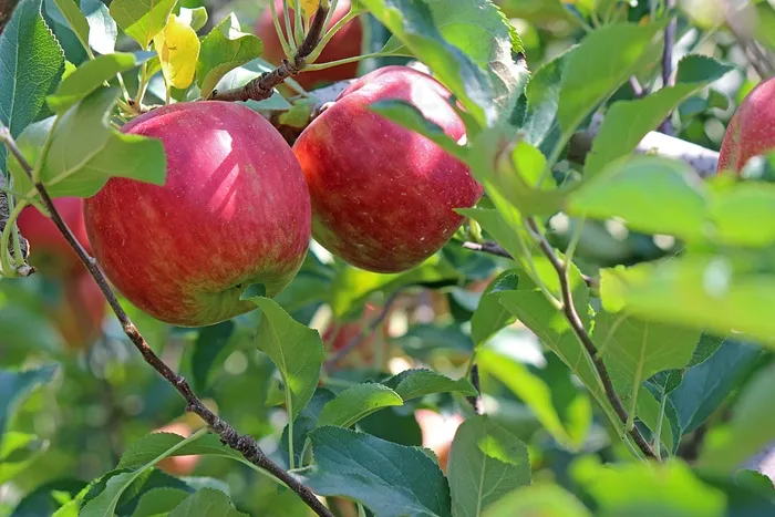 苹果树红苹果图片