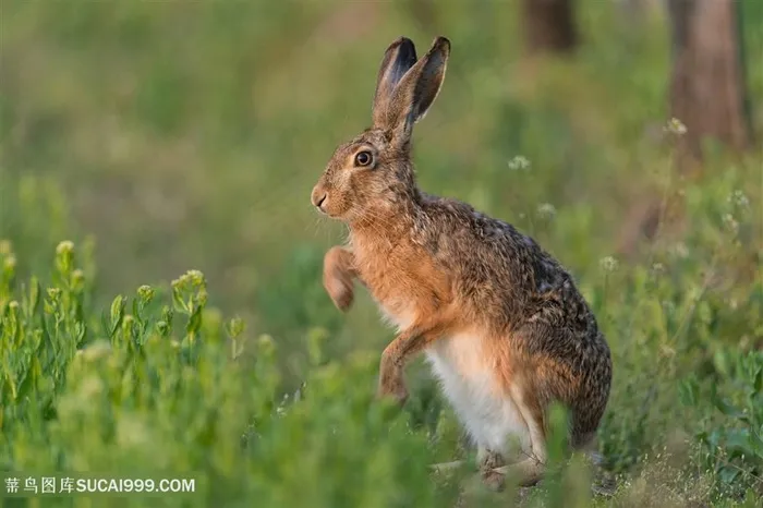 站立的可爱小兔子图片