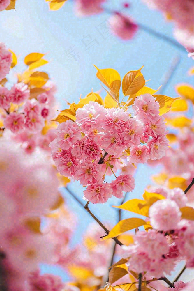 春天蓝天清新粉红桃花花朵树枝嫩叶，立春摄影图