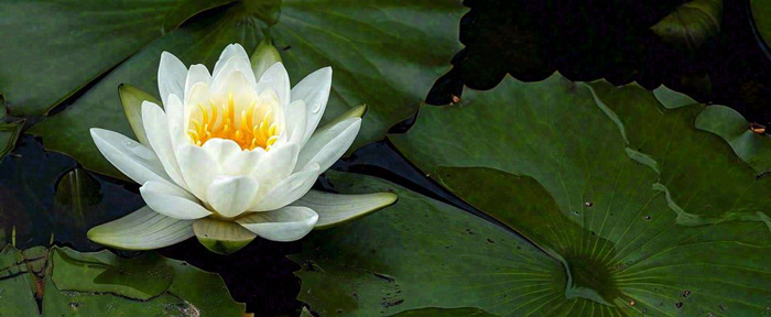 夏天荷花池荷叶白荷花睡莲特写，夏至小暑大暑摄影图