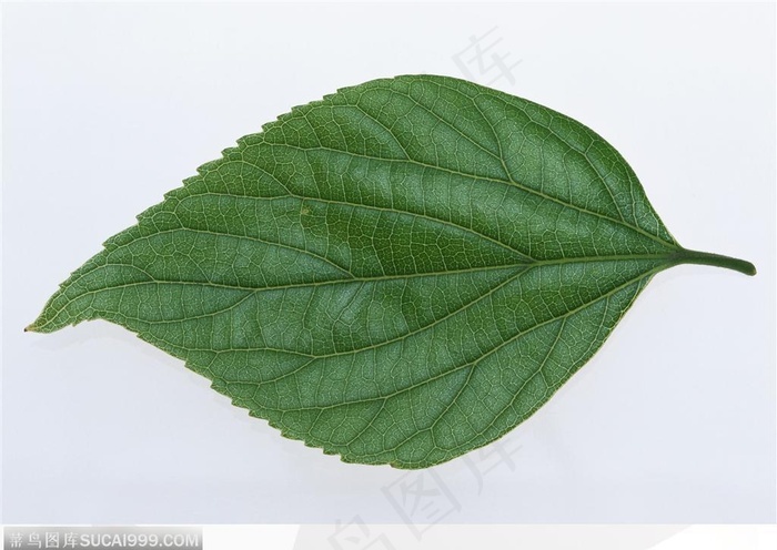 漂亮树叶椭圆形绿色树叶