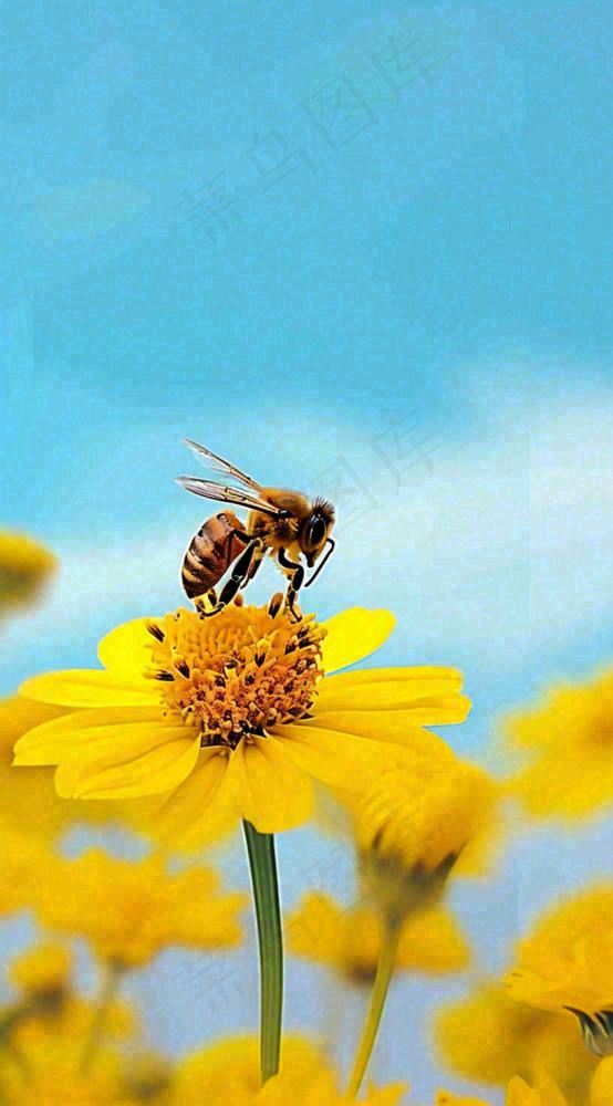 清新春天蓝天花丛黄色小花朵蜜蜂，春分摄影图