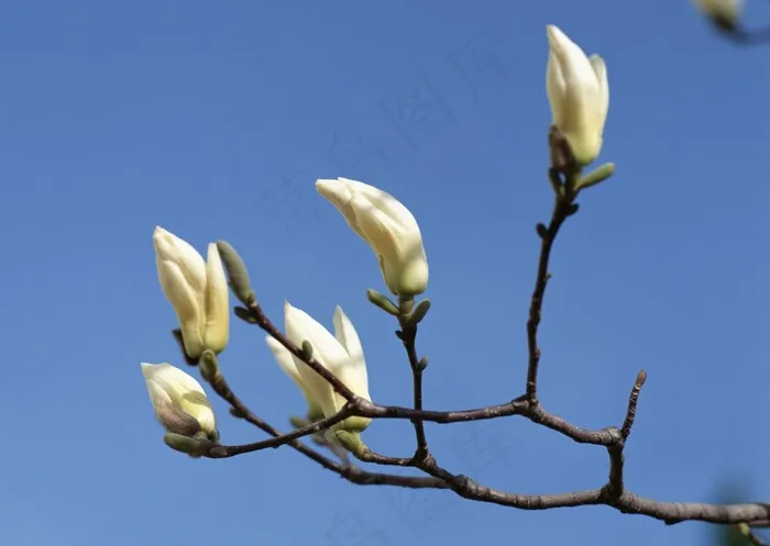 蓝色背景中树枝上的白兰花花朵