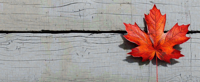 秋天红色秋叶简约特写，立秋秋分摄影图