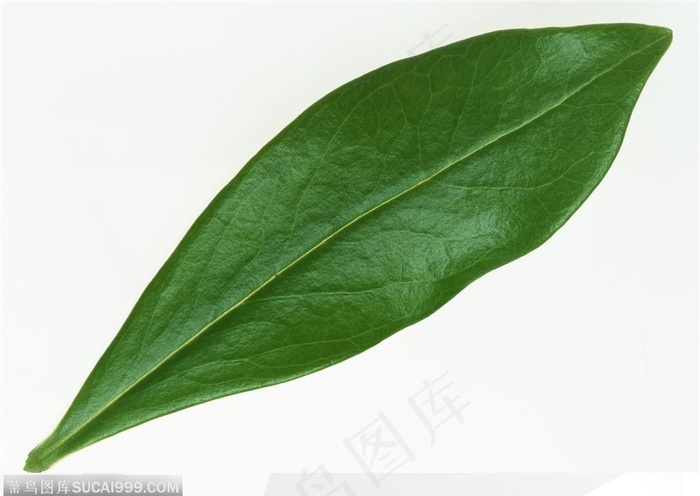 漂亮树叶绿色的杨梅树叶