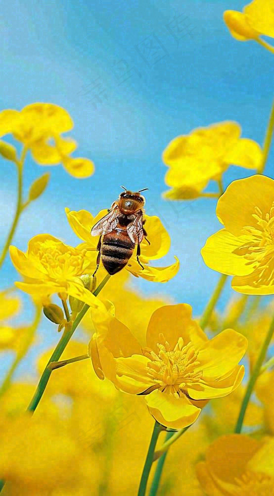 蓝天下蜜蜂在黄色花朵上，春天摄影图