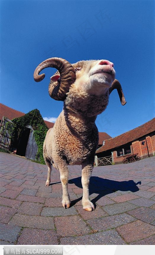 疯狂动物园世界最高羊图片