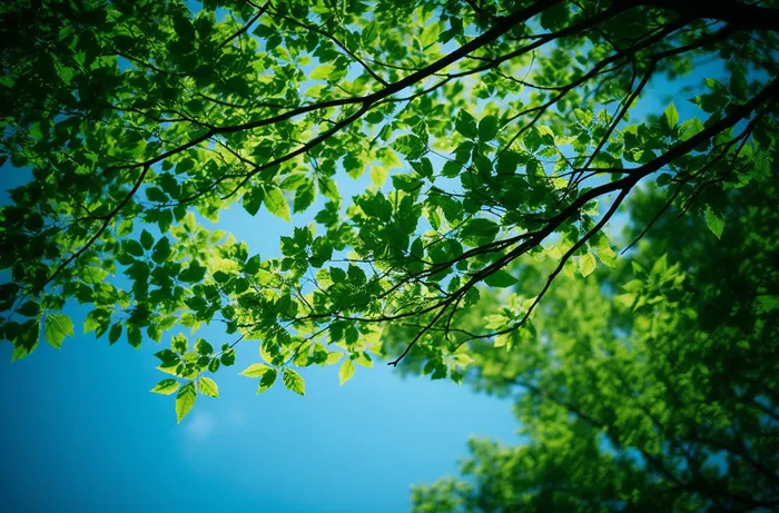 绿色的树枝和蓝天的照片风格仰拍摄影摄影图桌面壁纸