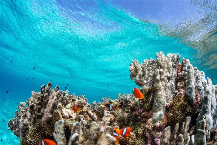 美丽的海底珊瑚鱼群景色高清大图