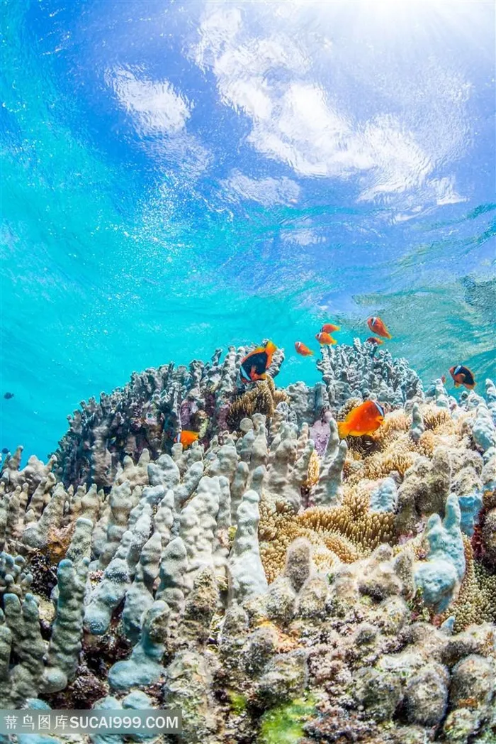 美丽的海底珊瑚鱼群景色高清图