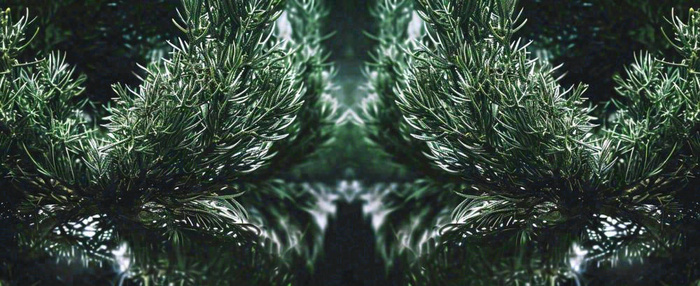 绿色绿植枝叶镜像镜头，新鲜生命力摄影图