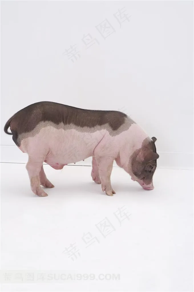 觅食的宠物猪摄影图